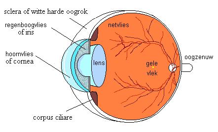 doosnede van het normale oog