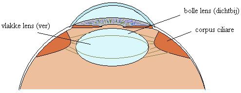 accommodatie van de lens
